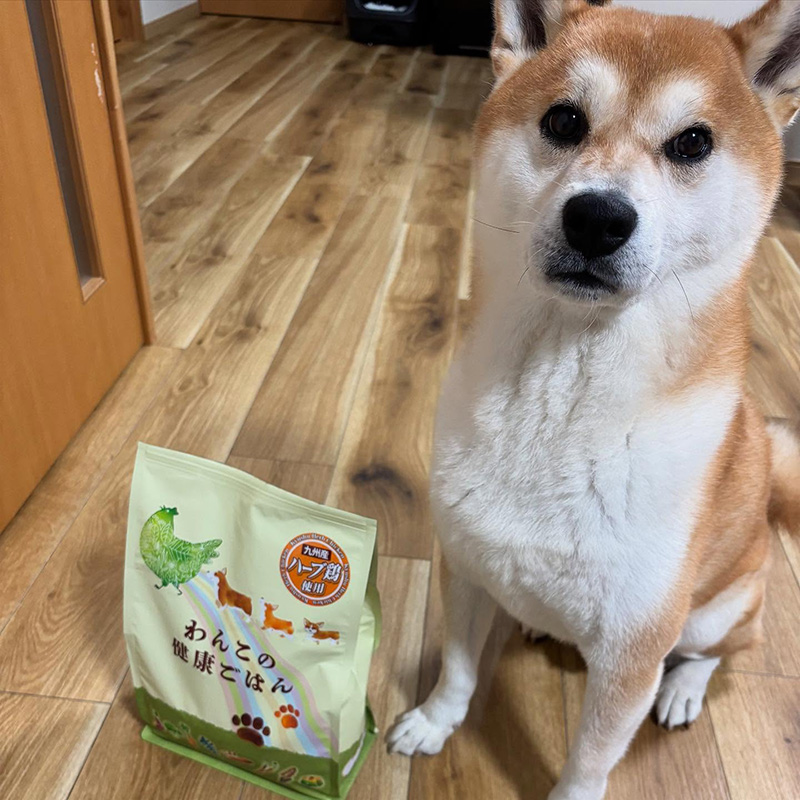 柴犬 6歳