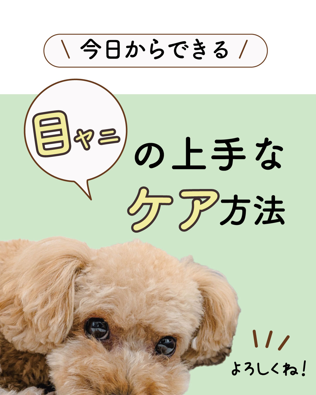 わんこの健やかな生活目ヤニ編