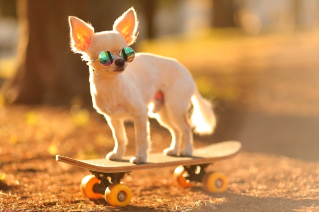 スケボーする犬の写真