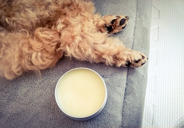 犬と保湿クリーム