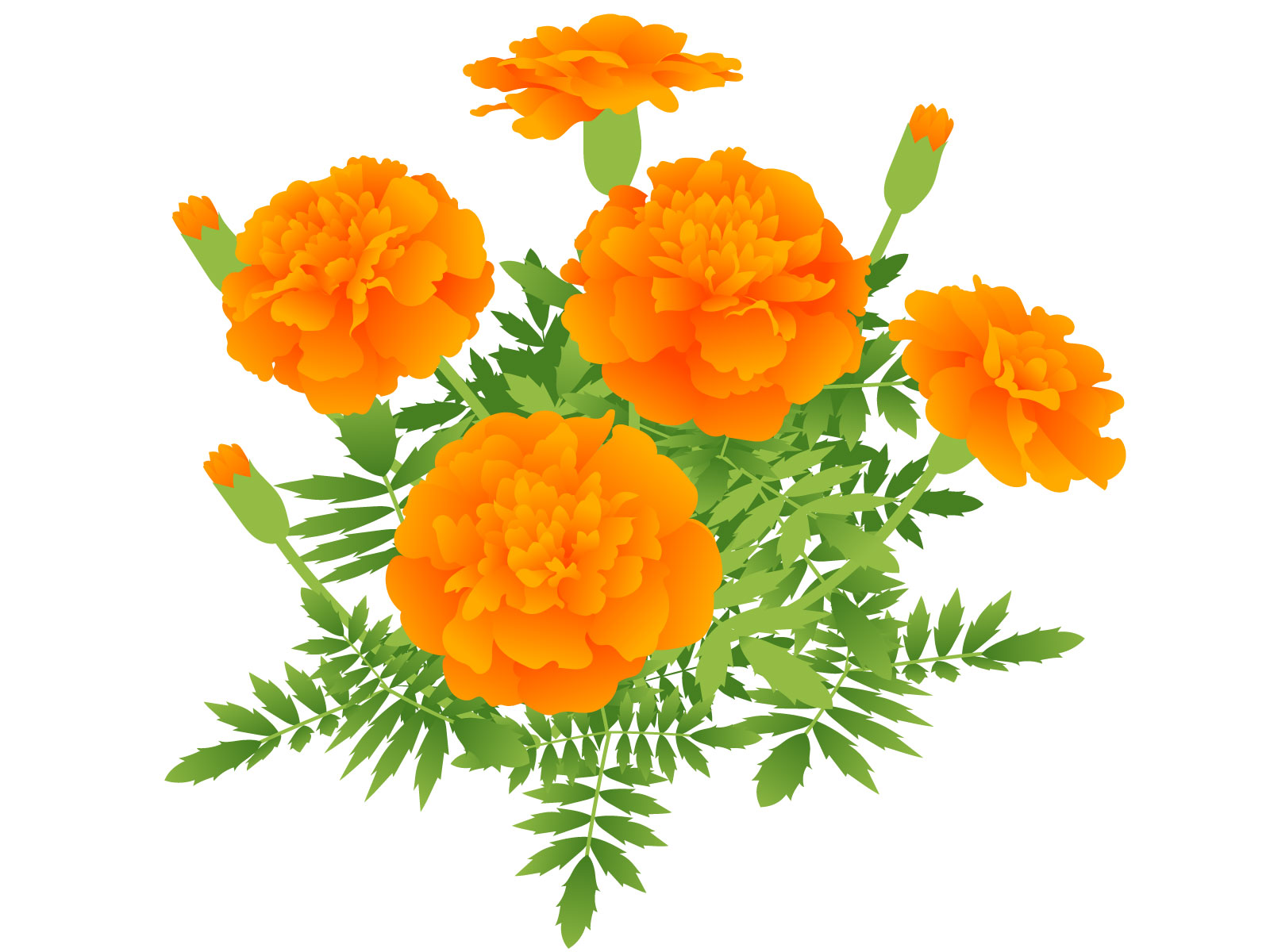 マリーゴールドの花