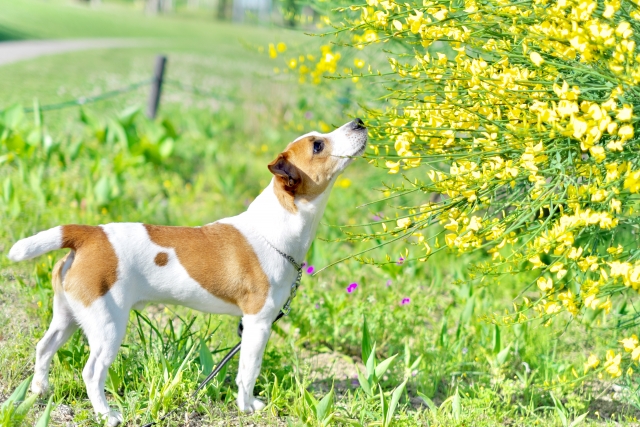 匂いを嗅ぐ犬